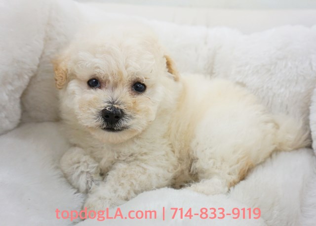 Maltipoo Puppy - Male - Josf ($1,299)