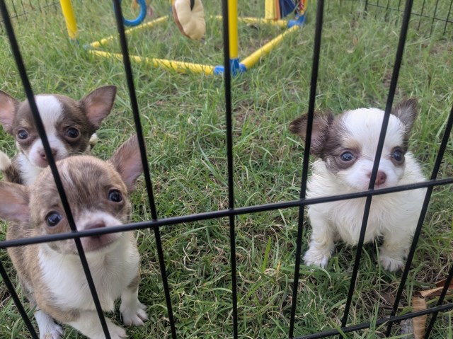 Chihuahua puppy for sale + 66982