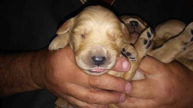 Golden Retriever puppy for sale + 51353