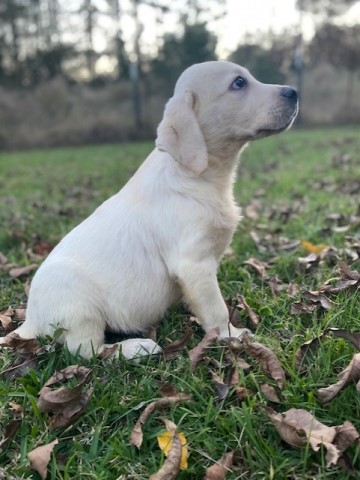 Cream White Male Labrador Retriever