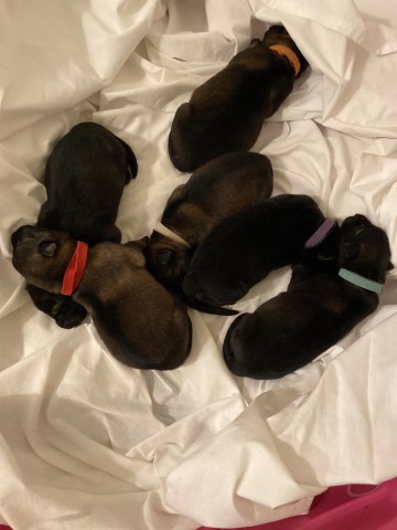 AKC German Shepherd puppies