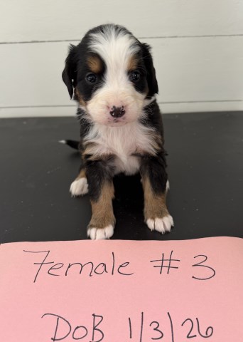 Bernese Puppies for Sale