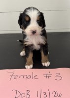 Bernese Puppies for Sale Bernese Mountain Dog for sale/adoption