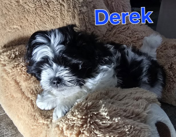 Shih Tzu puppy for sale + 66498