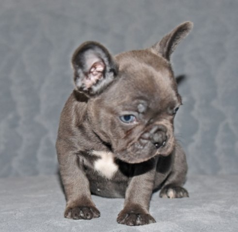 puppies bulldog french carolina south charleston puppy gorgeous male