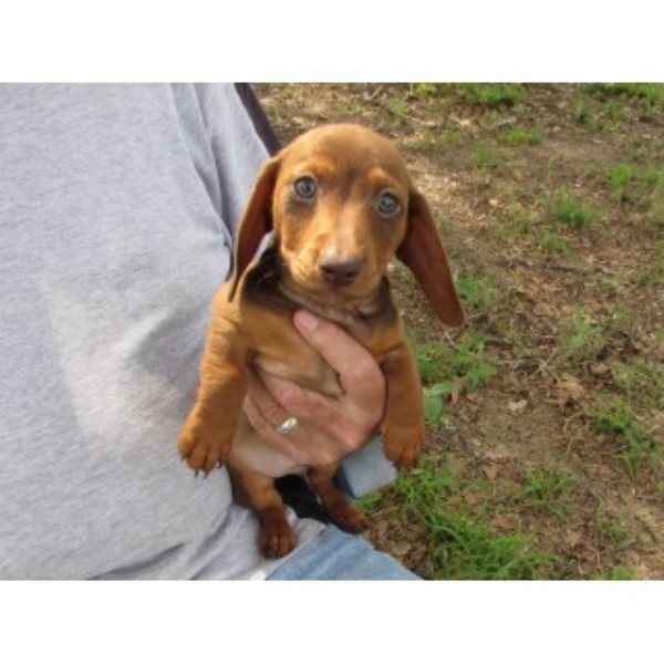 AKC Mini Dachshund Pups