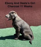AKC Charcoal And Black Labrador Puppies Labrador Retriever for sale/adoption