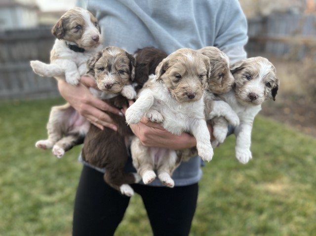 Aussiedoodle Puppies For Sale Denver,CO