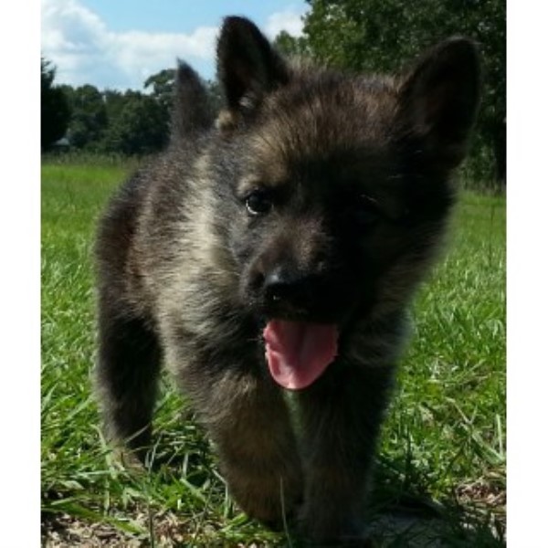 German Shepherd Dog puppy dog for sale in Vidalia,