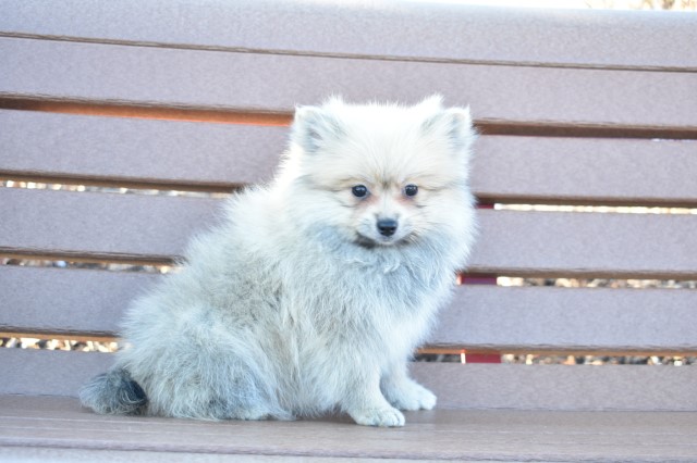 Pomeranian puppy for sale + 64561