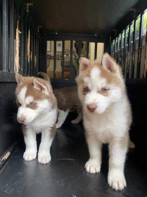 Siberian Husky puppy for sale + 60637