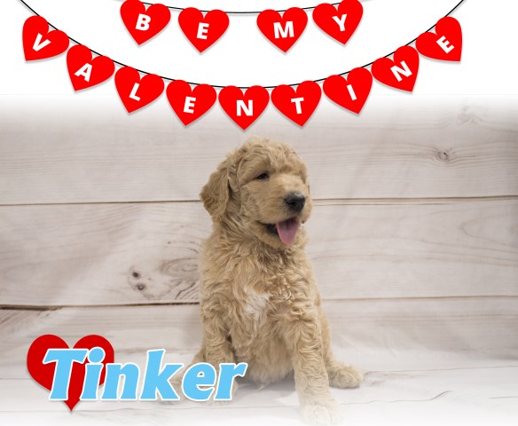 Goldendoodle puppy for sale + 54902