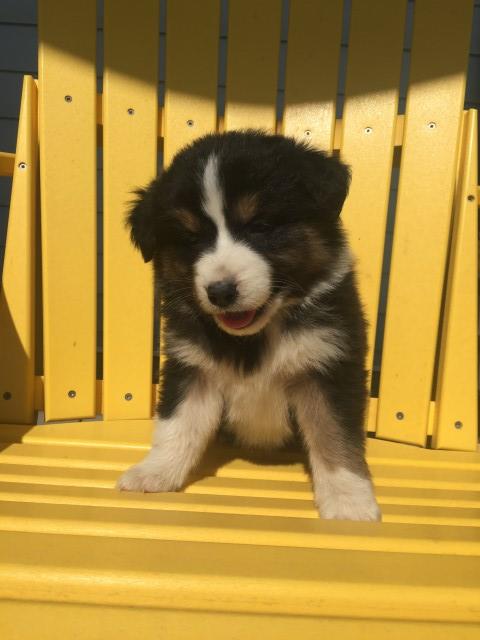 Sticky AKC Registered Australian Shepherd