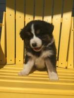 Sticky AKC Registered Australian Shepherd Australian Shepherd Dog for sale/adoption