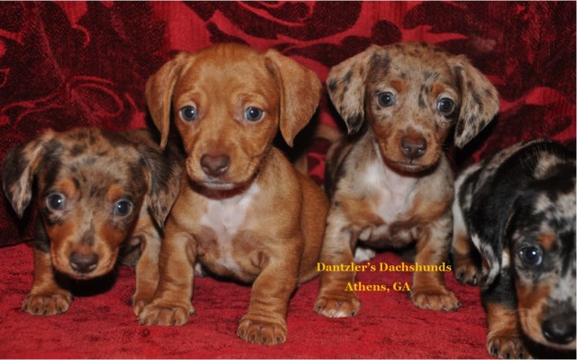 Dachshund puppy for sale + 51859