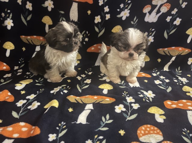 Shih Tzu puppy for sale + 67149