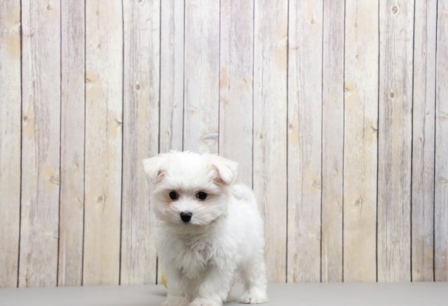Maltese puppy for sale + 50639