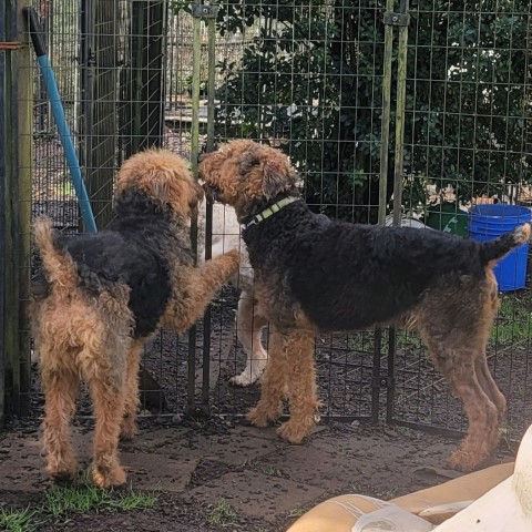 Airedale Terrier puppy for sale + 47147