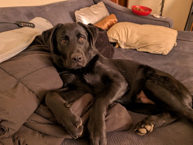 7 month old mix breed Boy needs home