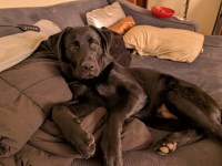 7 month old mix breed Boy needs home Rottweiler for sale/adoption