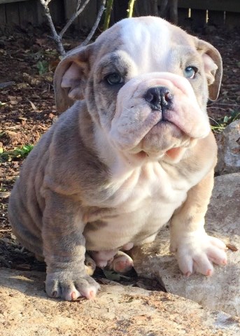 Akc English bulldog puppies for sale