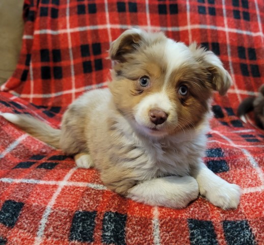 Purebred Toy Aussie male, Truffles, born Sept 29th