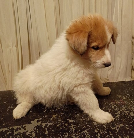 Great Pyrenees / Collie Farm Puppies – LGD or Family Homes