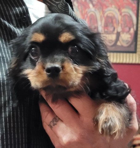 Cavalier King Charles Spaniel and Cavapoo pups