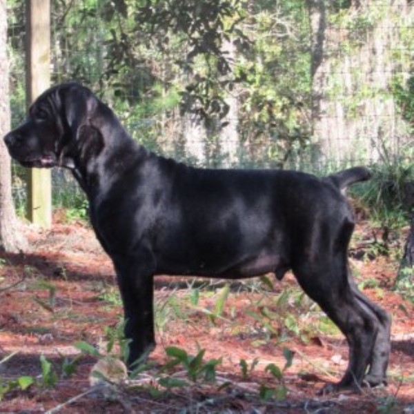 Gorgeous Black Brindle Male Cane Corso