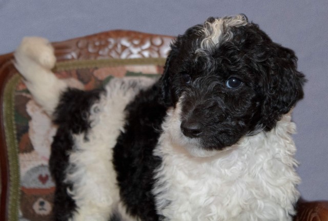 AKC registered poodle puppy
