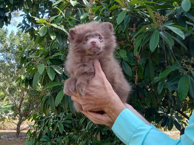 Pomeranian puppy for sale + 66562