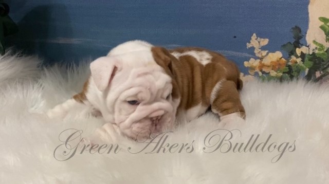 English Bulldog puppy for sale + 59762
