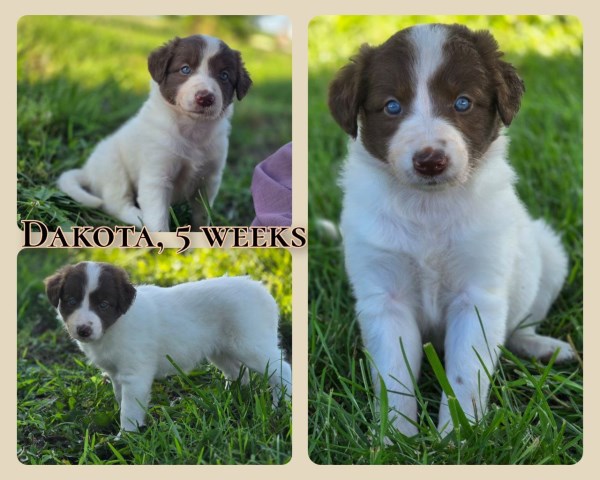 Border Collie puppy for sale + 66616