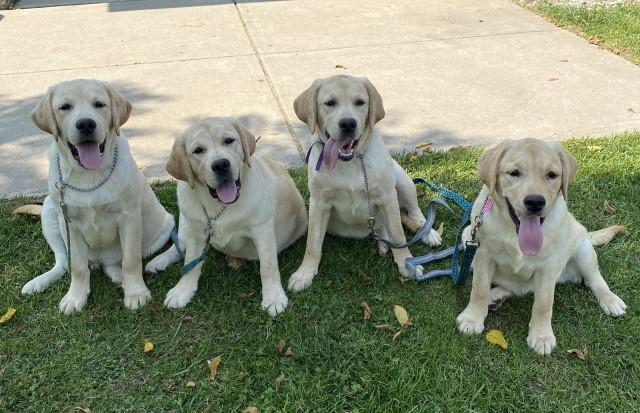 English Labrador Retrievers obedience trained