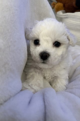Bichon Frise puppy for sale + 67046