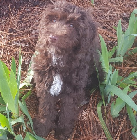 Poodle Miniature puppy for sale + 54748