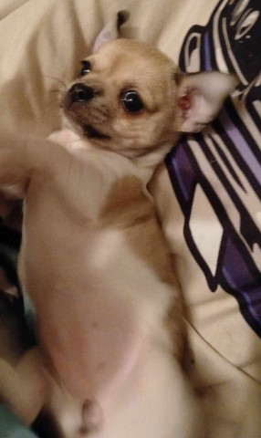 Chihuahua puppy for sale + 66263