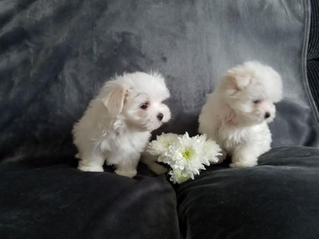 Maltese puppy for sale + 66656