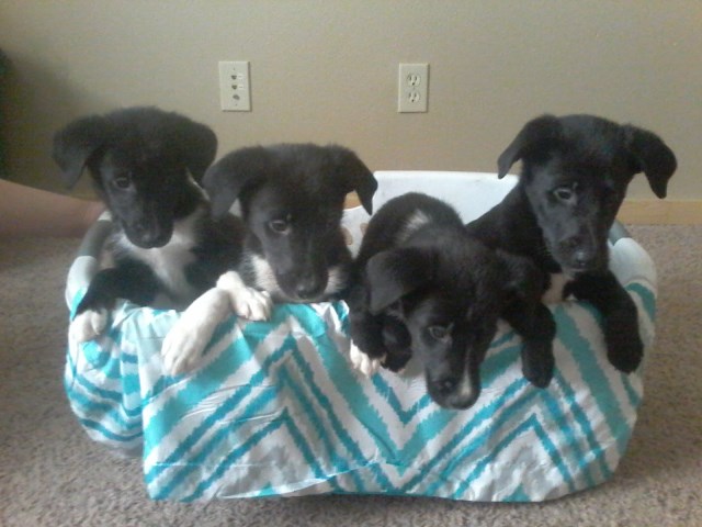 Lab Mix Puppies