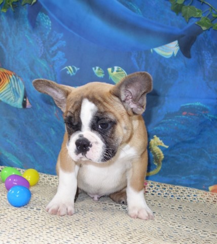 French Bulldog puppy for sale + 64691