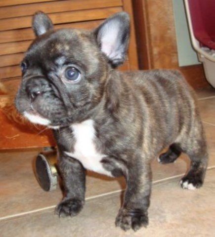 He is an AKC registered French Bulldog baby.