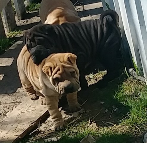 Chinese Shar Pei puppy for sale + 52744