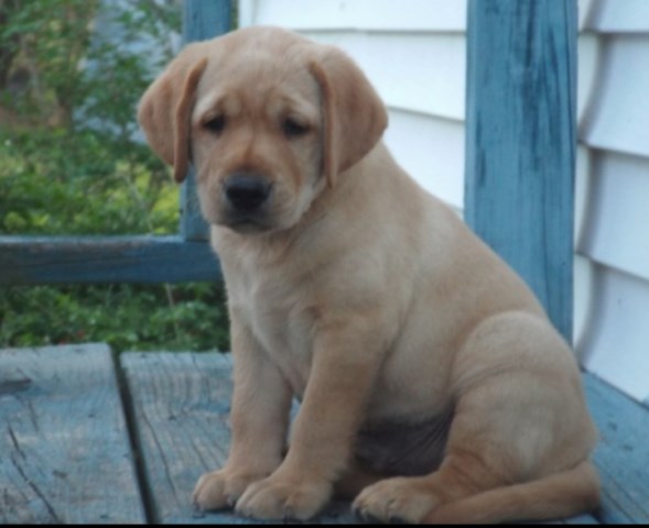 English Yellow Labrador Retriever puppies