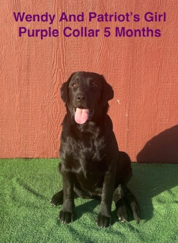 AKC Labrador Puppies