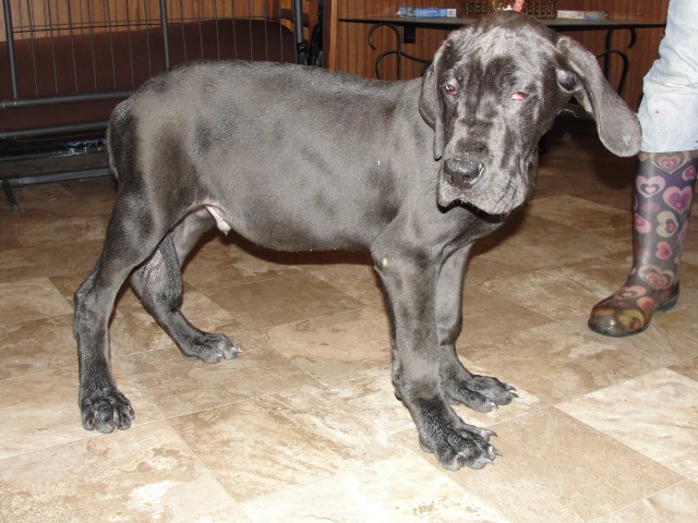 Great Dane puppy for sale + 50672