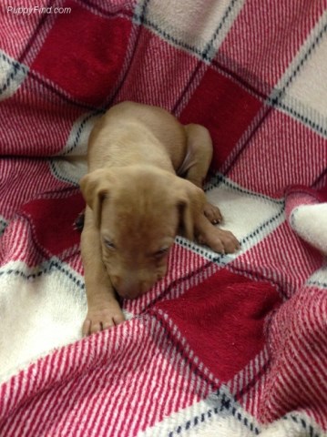 Vizsla puppy for sale + 53322