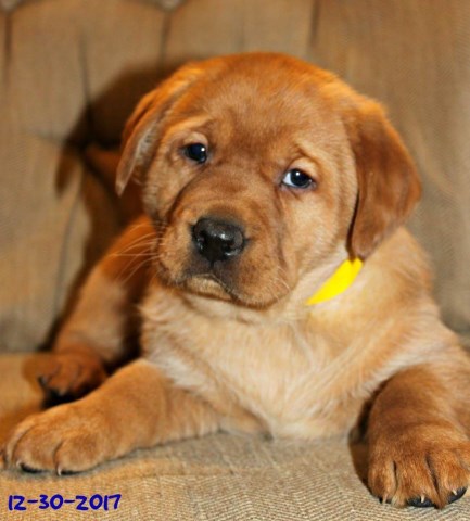 Labrador Retriever puppy for sale + 51407