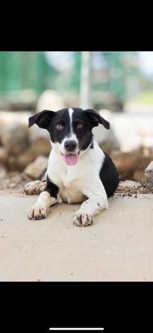 Border Collie Mix for Adoption