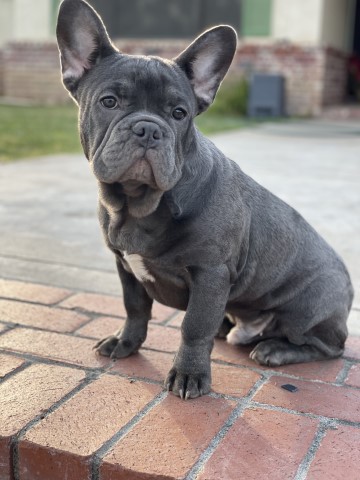 French Bulldog puppy for sale + 62819