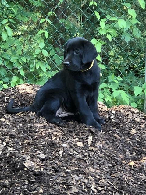 Labrador Retriever puppy for sale + 52181